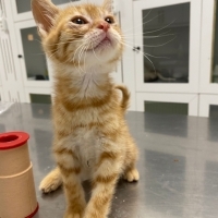 SARMAN KEDİ ACİL YUVA ARIYOR