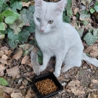 EVDEN ATILAN ANKARA KEDİMİZE ÖMÜRLÜK YUVA