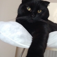Zeytine a..