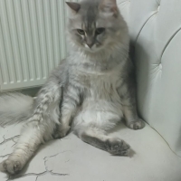 BRİTİSH L..