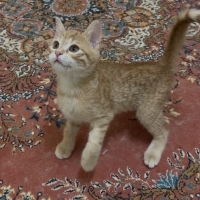 Yavru kedi Sarman