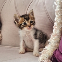 MİNİ MİNİ..