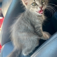 2,5 AYLIK GÜMÜŞ KIZ MARKETİN OTOMATİK KAPISINA SIKIŞMAK ÜZEREYKEN KURTARILDI😿