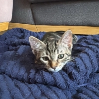 Yavruya Ö..