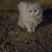 güzel kız..
