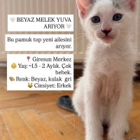 Geçici yu..