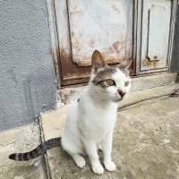 Sokağa Bı..