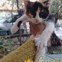 Güzel sev..