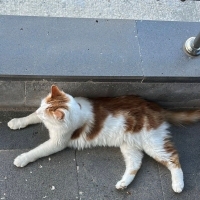 KISIRLAŞT..