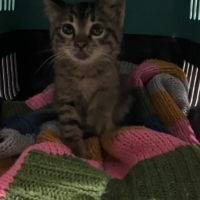 Borcam kedi acilen yuvasını arıyor