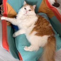 Yumi için mutlu bir yuva arıyorum