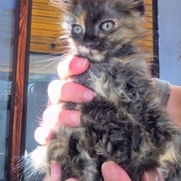 Calico Pr..