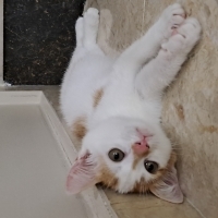 2.5 aylık..