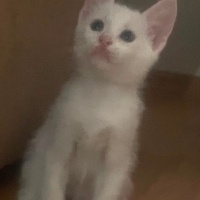 Kartopu Ş..
