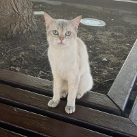 Sokağa At..