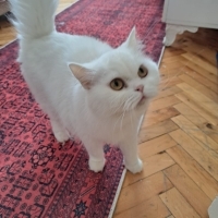 Pamuk gib..