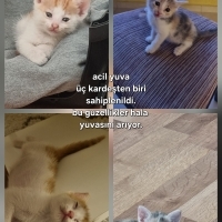 Sokaktan..