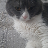 Uysal ve..
