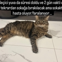 Ankara so..
