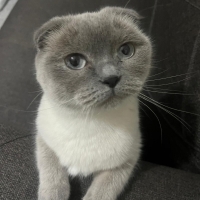 Puffy Ömü..