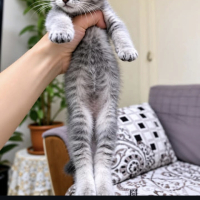 Çok acil..