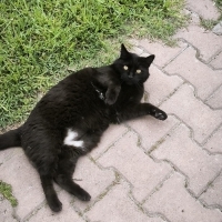 Sokağa Te..