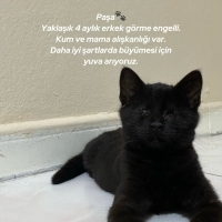 Görme eng..