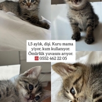 BIDIK ÖMÜ..