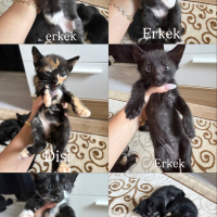 5 Minik Y..