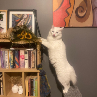 Luna yeni..
