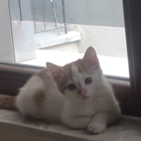 Hayatınız..