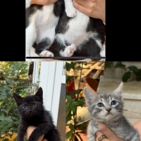 Kurtardığ..