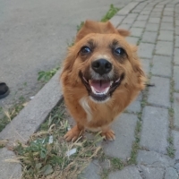 Bücür kız..