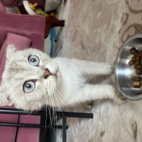 Çok uysal..