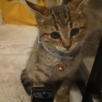 Minik yav..
