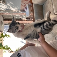 Aşırı oyu..