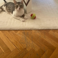 Kedi Sahi..