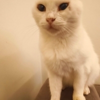 Sokağa at..
