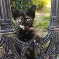 1,5 aylık DİŞİ Tortie