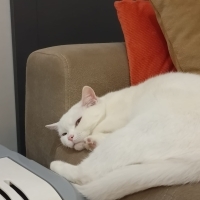 Nazlı, Ci..