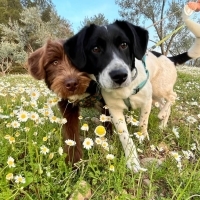 Tom ve Je..