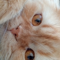 Bambam, 1..