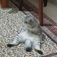 Akıllı kı..