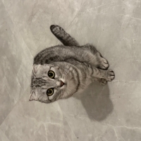 Scottish fold dişi