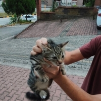 Bu minik..