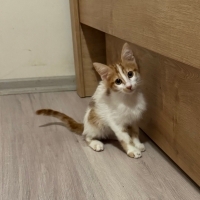 çili bebe..