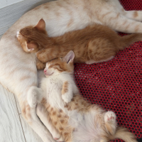 Oyuncu ço..
