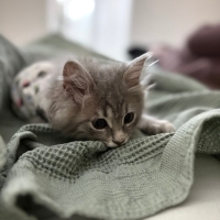🐾 ÖMÜRLÜ..