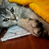 Sokağa Atılmış Üretim Mağduru Dünya Güzeli Mia’ya Geçici Kalıcı Yuva 🐾