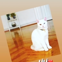 Tamamen ü..
